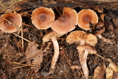 Cortinarius biriensis