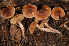 Cortinarius biriensis