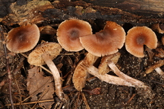 Cortinarius biriensis