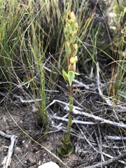 Satyrium eurycalcaratum