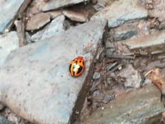 Plagiodera semivittata