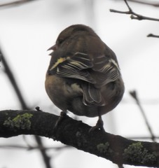 Fringilla coelebs