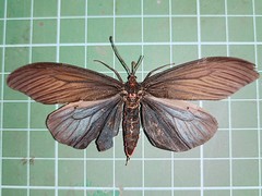 Gynautocera rubriscutellata