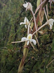 Satyrium eurycalcaratum