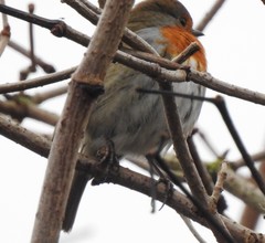 Erithacus rubecula