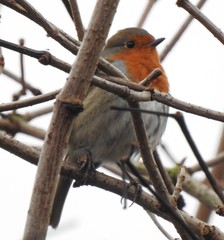 Erithacus rubecula