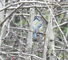 Cyanistes caeruleus