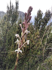 Satyrium eurycalcaratum