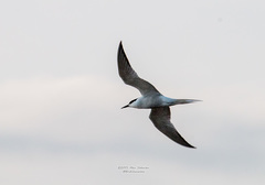 Sterna hirundo longipennis
