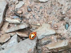 Plagiodera semivittata