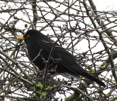 Turdus merula