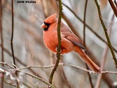 Cardinalis cardinalis