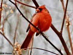 Cardinalis cardinalis