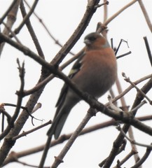 Fringilla coelebs
