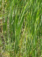 Typha capensis