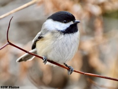 Poecile atricapillus