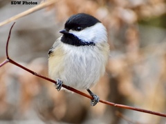 Poecile atricapillus