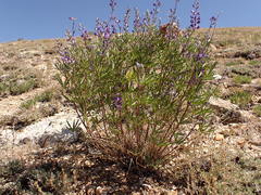 Lupinus argenteus rubricaulis