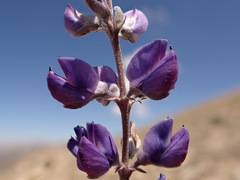 Lupinus argenteus rubricaulis