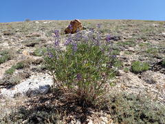 Lupinus argenteus rubricaulis