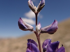 Lupinus argenteus rubricaulis