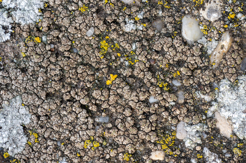 bradavnica (Verrucaria)