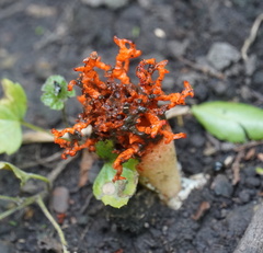 Lysurus corallocephalus