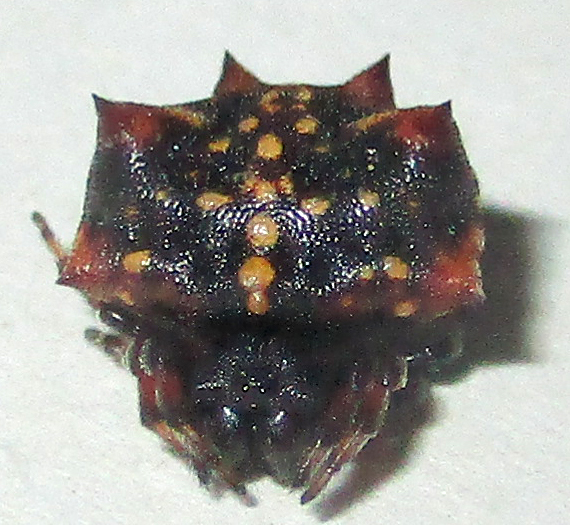 Hypsacantha crucimaculata