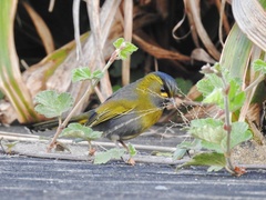 Liocichla steerii