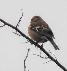 Fringilla coelebs