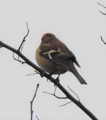Fringilla coelebs