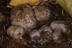 Cortinarius luhmannii
