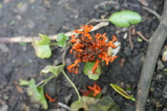 Lysurus corallocephalus