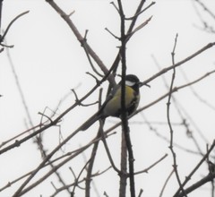 Parus major