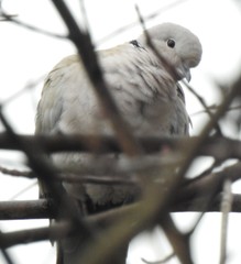 Streptopelia decaocto