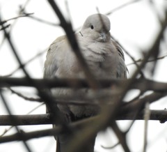 Streptopelia decaocto