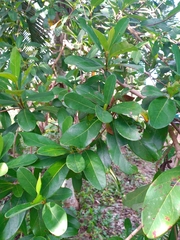 Byrsonima bucidaefolia