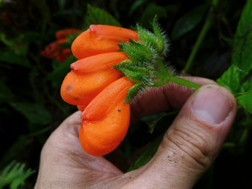 Gasteranthus extinctus