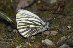 Pieris marginalis