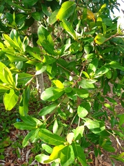 Byrsonima bucidaefolia