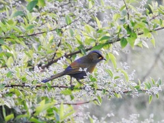 Liocichla steerii