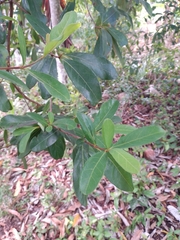 Byrsonima bucidaefolia