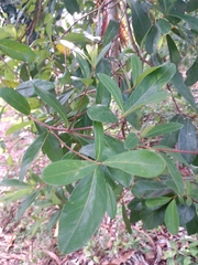 Byrsonima bucidaefolia