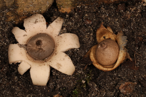 Geastrum morganii (Photo 2 of 3)