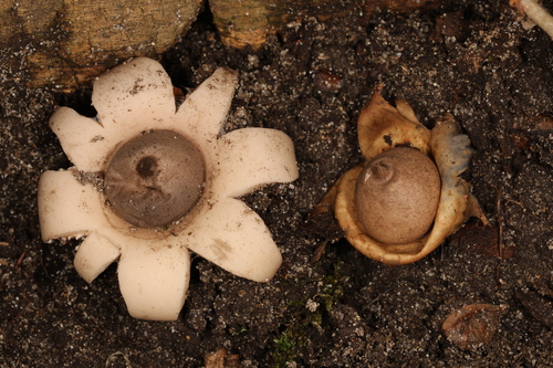 Geastrum morganii (Photo 3 of 3)