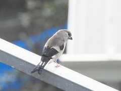 Pyrrhula nipalensis