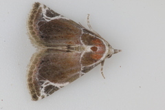 Eublemma costimacula