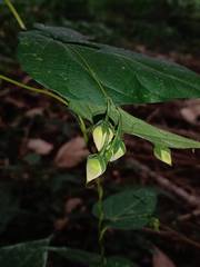 Ipomoea aristolochiifolia