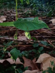 Ipomoea aristolochiifolia