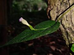 Ipomoea aristolochiifolia